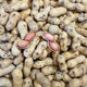 New arrivals of peanuts in shell, roasted peanuts