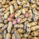 New arrivals of peanuts in shell, roasted peanuts