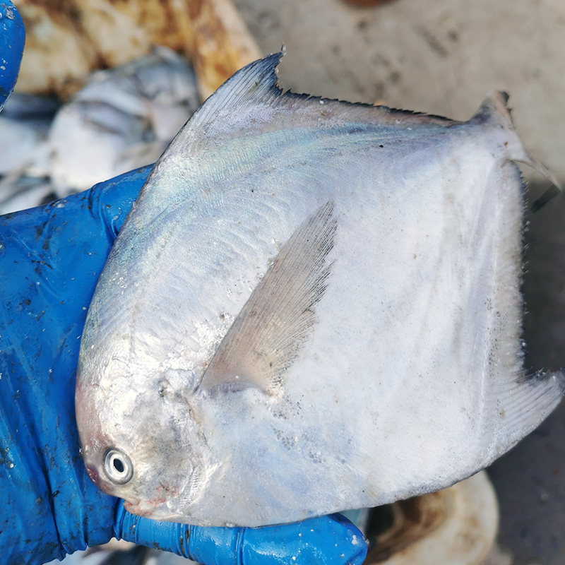 海捕银鲳鱼4斤12条大号鲜活海鲜冷冻白鲳鱼新鲜平鱼镜鱼海鱼扁鱼,淘宝优惠券,粉丝福利购,淘宝优惠卷