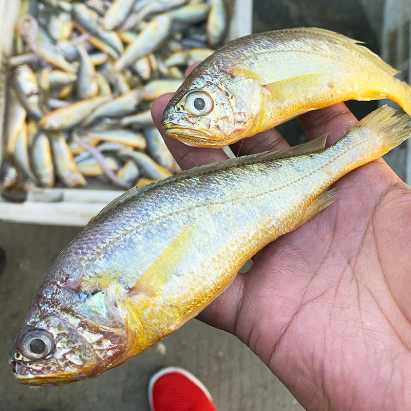 特大新鲜小黄花鱼4斤大号鲜冷冻小黄鱼海鲜水产鲜活海鱼烟台生鲜 - 图1