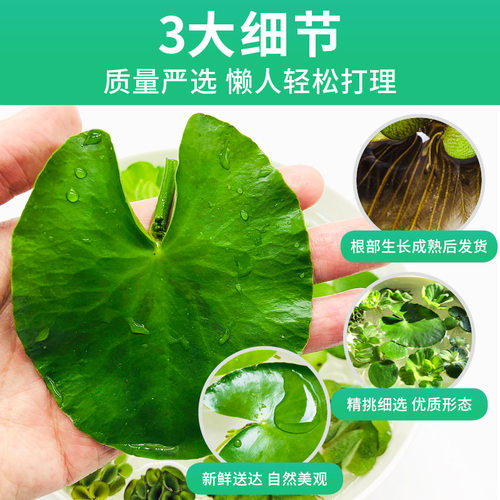 鱼缸浮萍水草活体植物浮性除no3净化水质微景观水族箱装饰草包邮