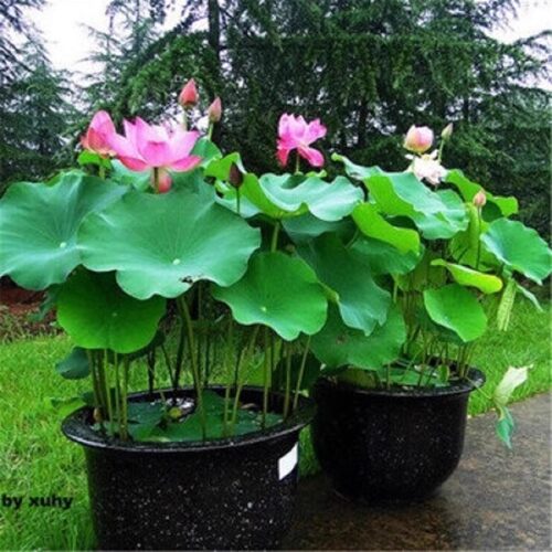 荷花苗盆栽水养莲藕种根苗观赏食用藕苗莲花碗莲种藕水生植物大型 - 图3
