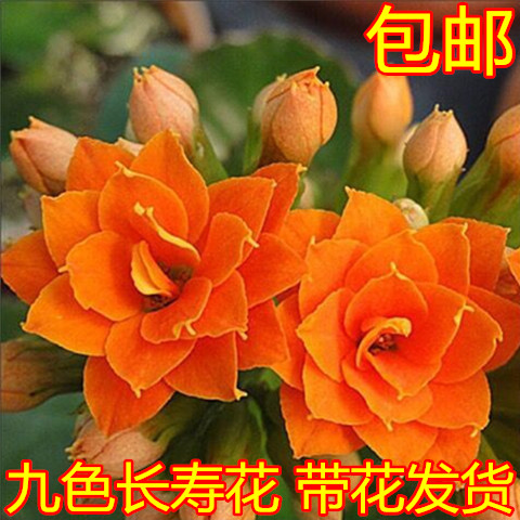 家里盆栽花 新人首单立减十元 21年9月 淘宝海外
