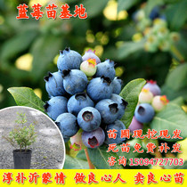 Blueberry tree fruit seedling with fruit potted ground plant Balcony Fruit Tree Seedlings South North Planting The Year Results Blueberry Fry Is Resistant To Cold