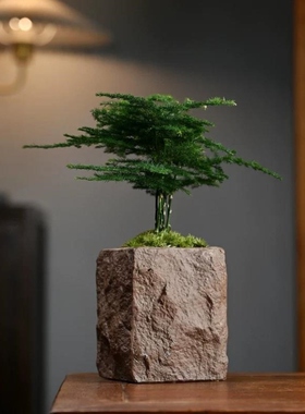 文竹海岛罗汉松微型盆栽茶桌面小绿植摆件拇指盆景超迷你装饰摆设