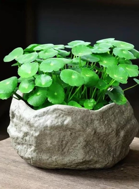 粗陶仿古石头无孔水培花盆铜钱草绿萝碗莲水养器皿客厅桌面小盆景