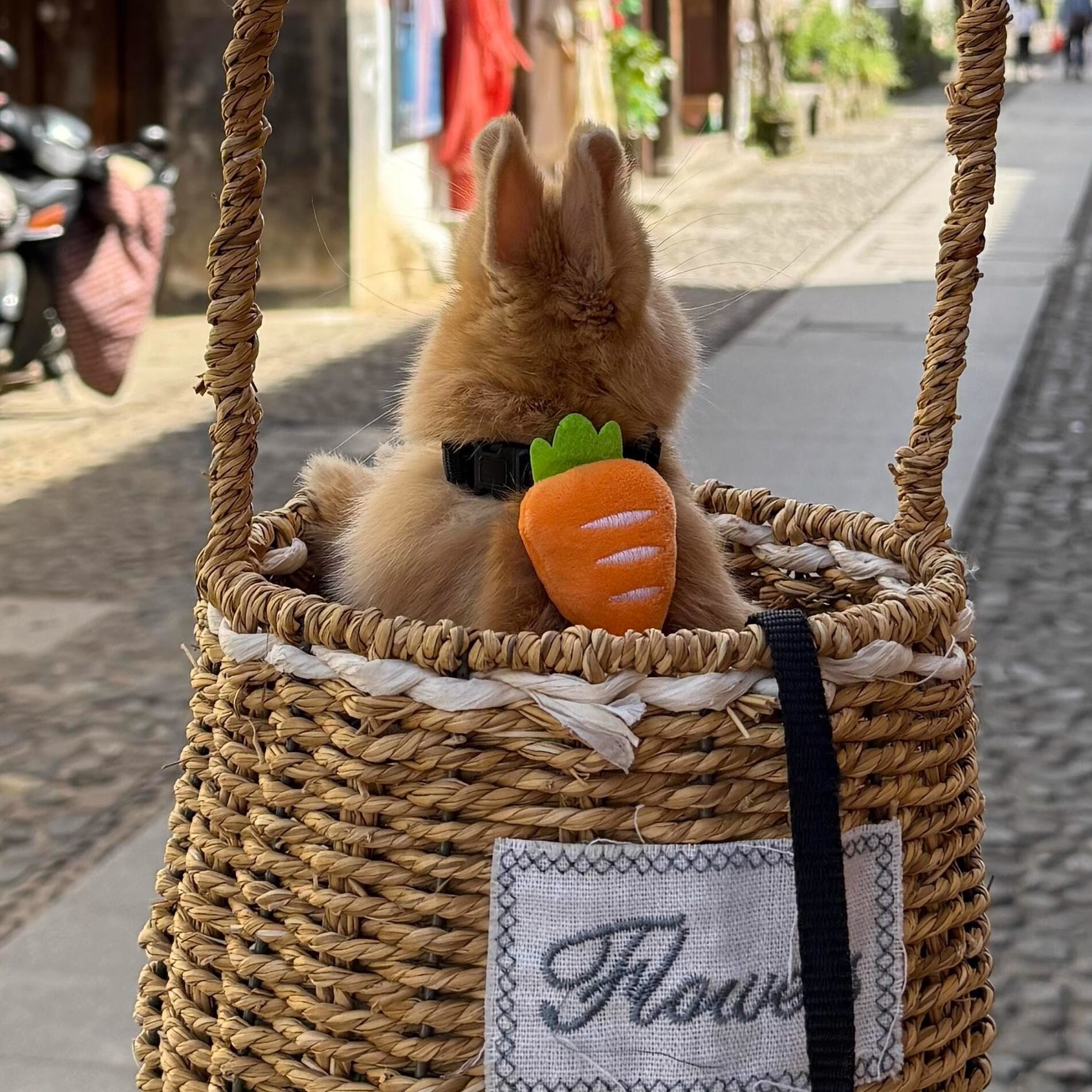 龙猫专用牵引绳超小号1斤可用溜宠物豚鼠金丝熊外出的绳子神器品,淘宝优惠券,粉丝福利购,淘宝优惠卷