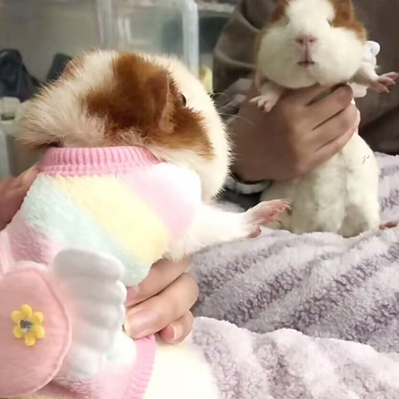 荷兰猪专用小衣服保暖冬天宠物豚鼠龙猫刺猬土拨鼠穿的加绒小衣服,淘宝优惠券,粉丝福利购,淘宝优惠卷