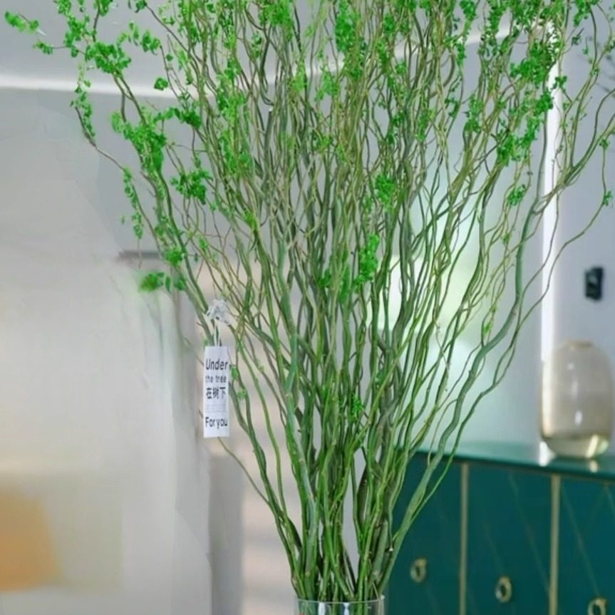 室内水培绿植龙柳鲜枝观叶净化空气好养活客厅四季可养一盆可养,淘宝优惠券,粉丝福利购,淘宝优惠卷