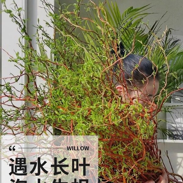 室内水培绿植龙柳鲜枝观叶净化空气好养活客厅四季可养一盆可养,淘宝优惠券,粉丝福利购,淘宝优惠卷