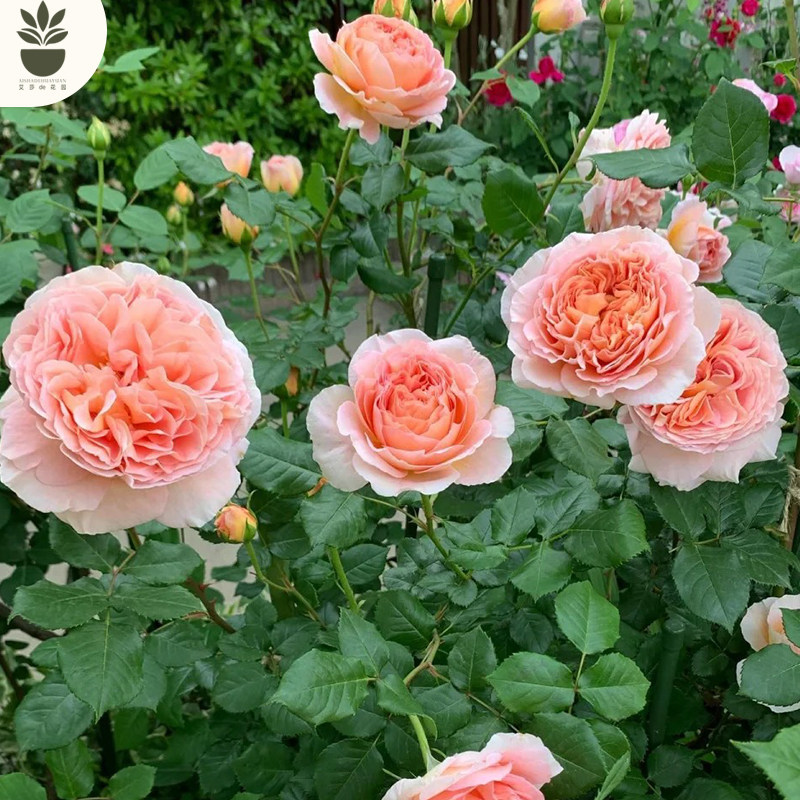 艾莎的花园亚伯拉罕大花浓香多花重瓣 藤本月季花苗 阳台庭院爬藤,淘宝优惠券,粉丝福利购,淘宝优惠卷