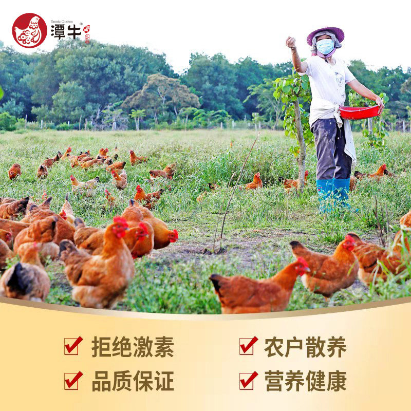 海南文昌鸡140天母鸡2斤散养走地鸡柴鸡跑步鸡椰子鸡白切鸡整鸡,淘宝优惠券,粉丝福利购,淘宝优惠卷