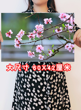 卧室宿舍书房桃花桃树海报墙贴