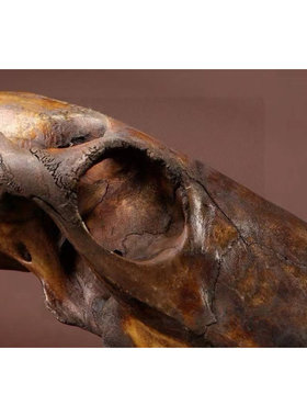 冰河时期披毛犀头骨化石 博物馆级别保存完整收藏送礼摆件全品