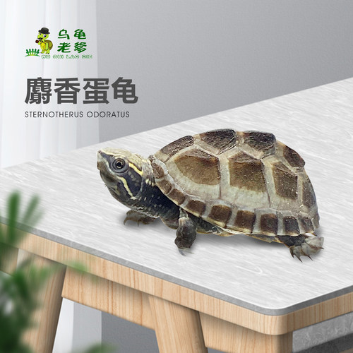 《乌龟老爹》麝香龟苗蛋龟苗剃刀龟草龟深水观赏龟小乌龟宠物龟 - 图2