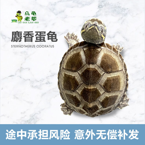 《乌龟老爹》麝香龟苗蛋龟苗剃刀龟草龟深水观赏龟小乌龟宠物龟 - 图0