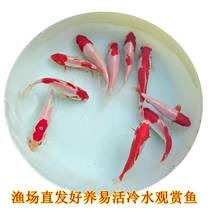 Goldfish ornamental fish small goldfish cold water fish brocade carp goldfish fry freshwater small fish