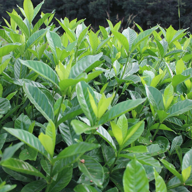 大叶栀子花苗 大花栀子树苗 庭院花园盆栽花卉地栽浓香型绿化植物 - 图2