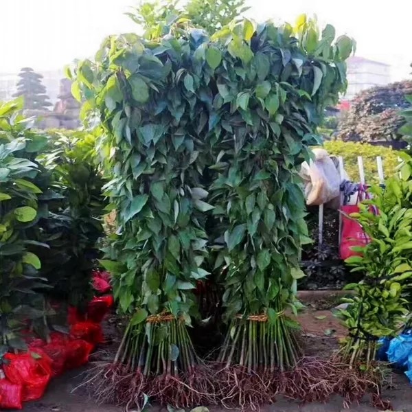 龙脑香樟树苗大小叶香樟四季常青南北方种植大型绿化包邮 - 图0