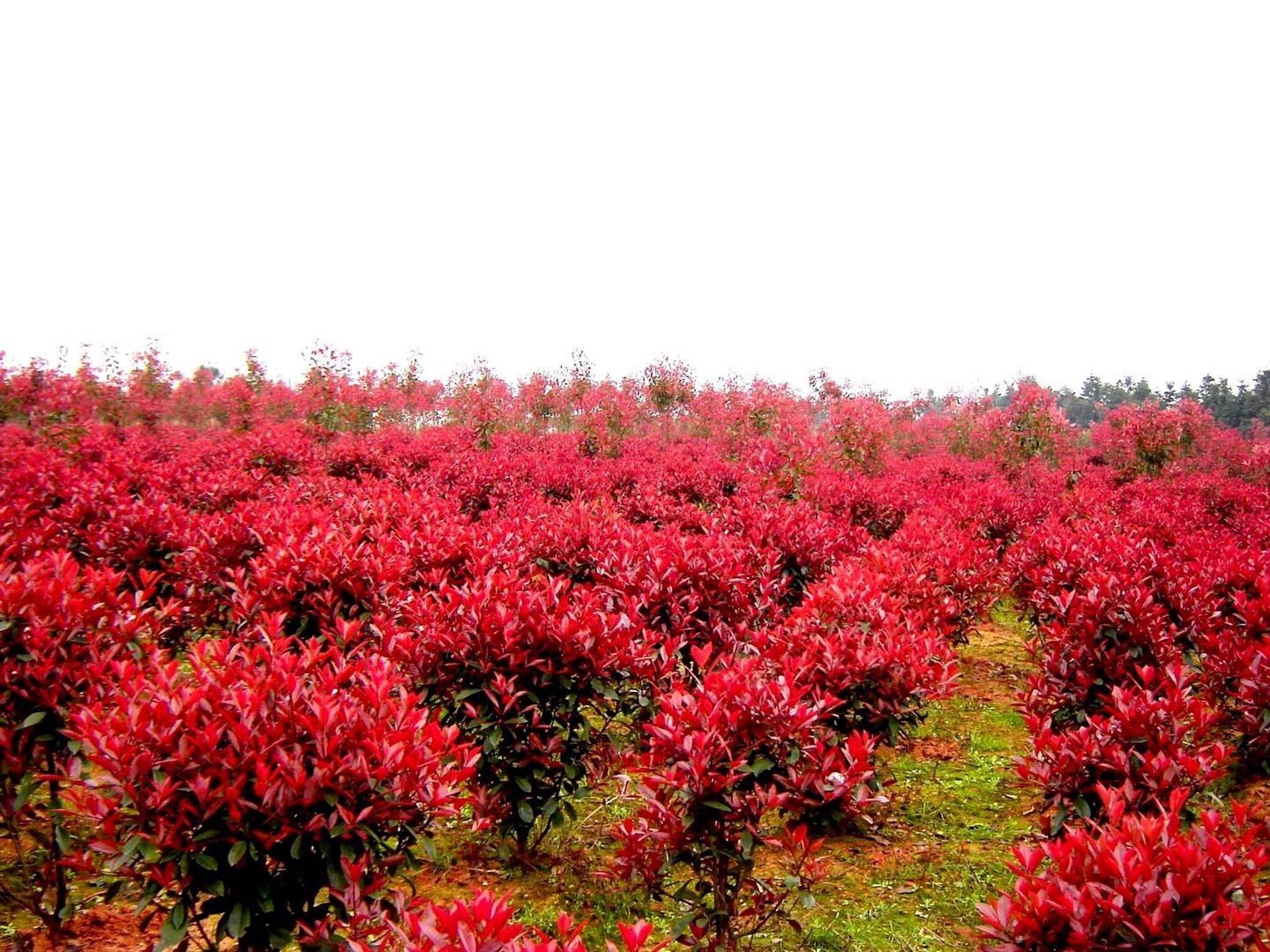 黄杨球红叶石楠树苗红花继木球状绿化庭院花卉大植物风景树工程苗 - 图3