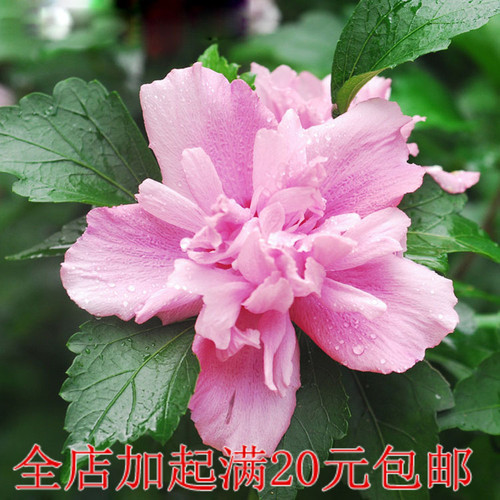 木槿树苗木槿花苗重瓣木槿 当年开花 绿化庭院植物 篱笆墙 围栏苗 - 图0