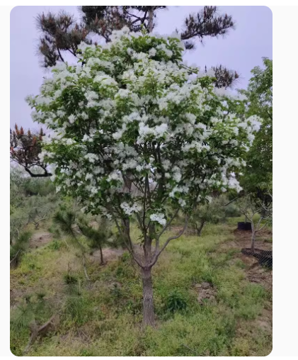 流苏小苗流苏苗流苏树苗嫁接桂花母本油根子树苗庭院风景树绿化苗 - 图2