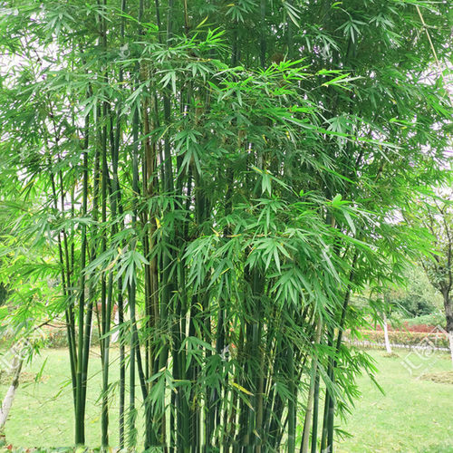 耐寒竹子苗庭院四季青竹苗紫苗竹篱笆竹苗盆栽花卉地栽植物绿化苗 - 图0