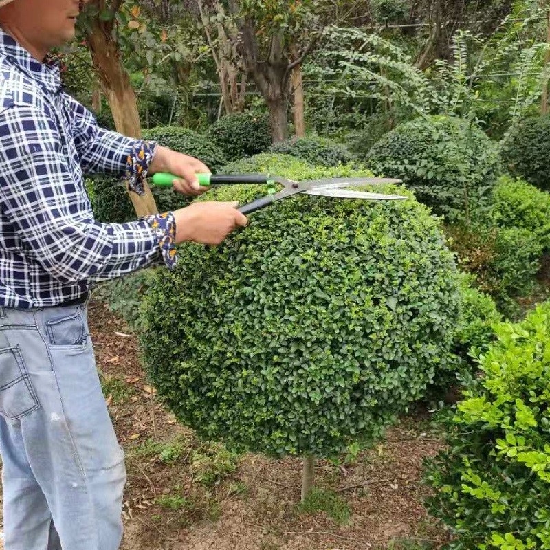 小叶女贞造型树苗木庭院盆景棒棒糖树球景观树苗绿篱绿化植物四季 - 图0