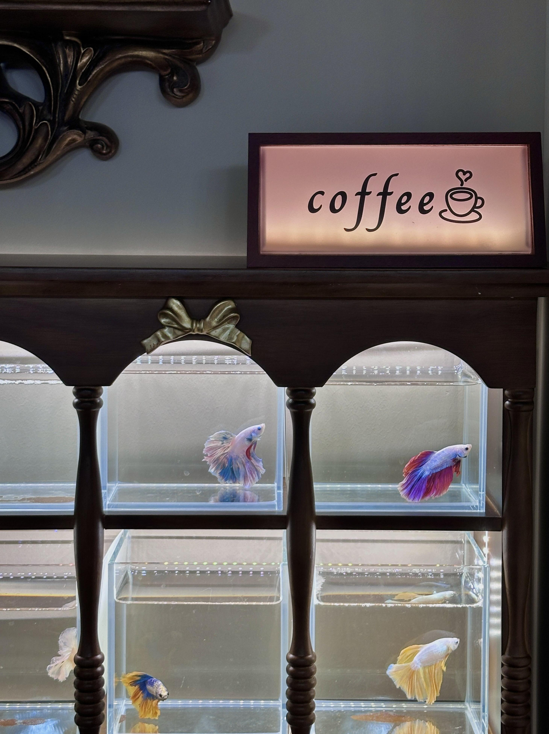 鱼缸造景生态缸小型桌面缸造景缸水族箱造景缸水族箱造景缸水族箱,淘宝优惠券,粉丝福利购,淘宝优惠卷