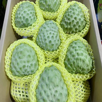 Milk Phoenix Pear Sakigo 5 catties Big fruits Fresh Fruit Big Tomato Buddha Head Fruits Hainan Great Explained Carthamoni 3