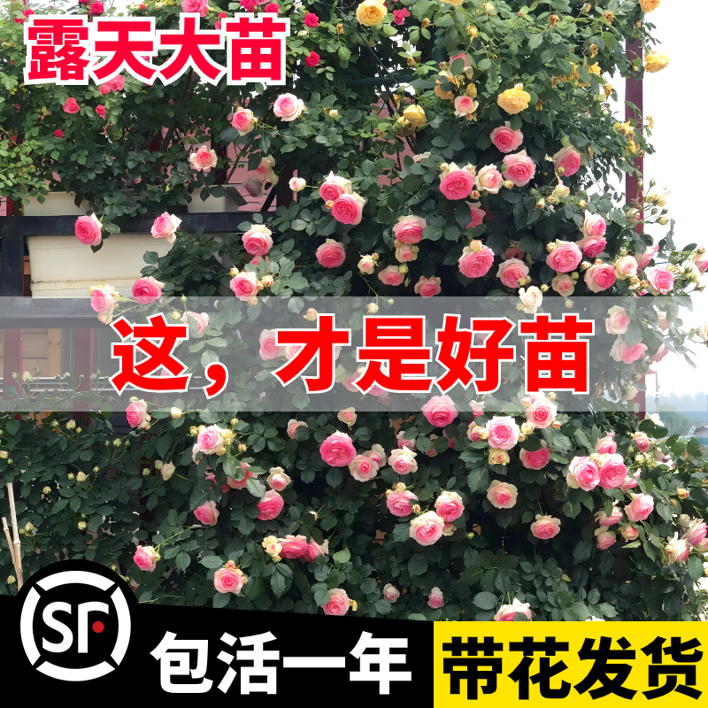 蔷薇花苗爬藤月季四季开花大苗浓香耐寒庭院爬藤植物藤本月季玫瑰 - 图1