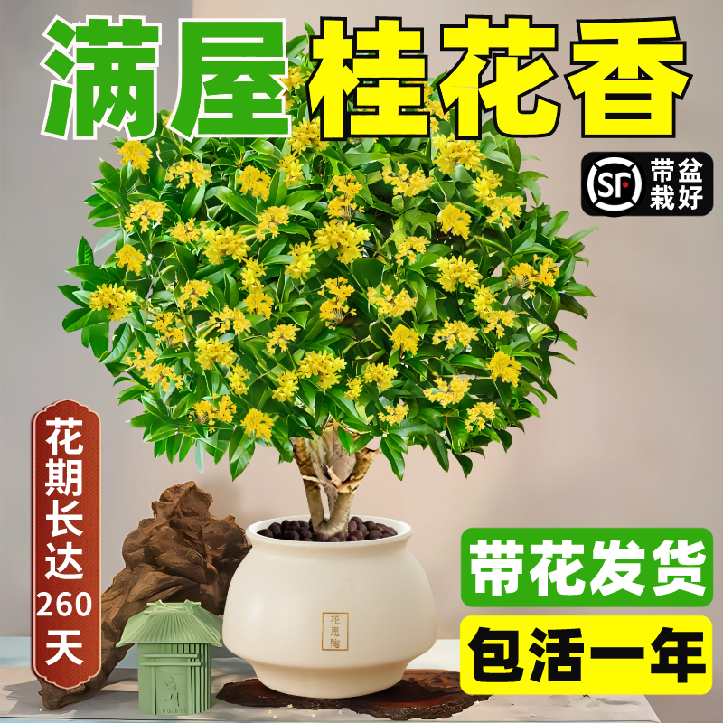 四季桂花盆栽树苗室内桌面开花植物可食用阳台庭院浓香型花卉绿植 - 图2