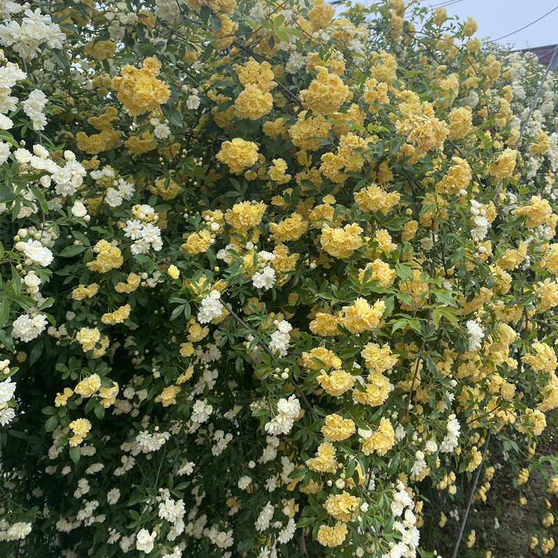 白木香黄木香红木香庭院攀缘爬藤植物花卉七里香十里香蔷薇花苗-图0