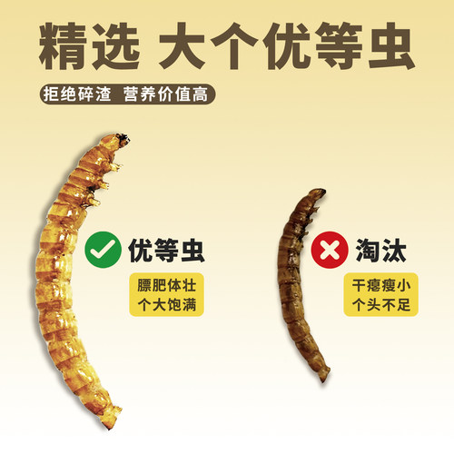 鹦鹉鸟粮饲料专用面包虫干虎皮牡丹玄凤小太阳和尚训练用奖励零食 - 图1