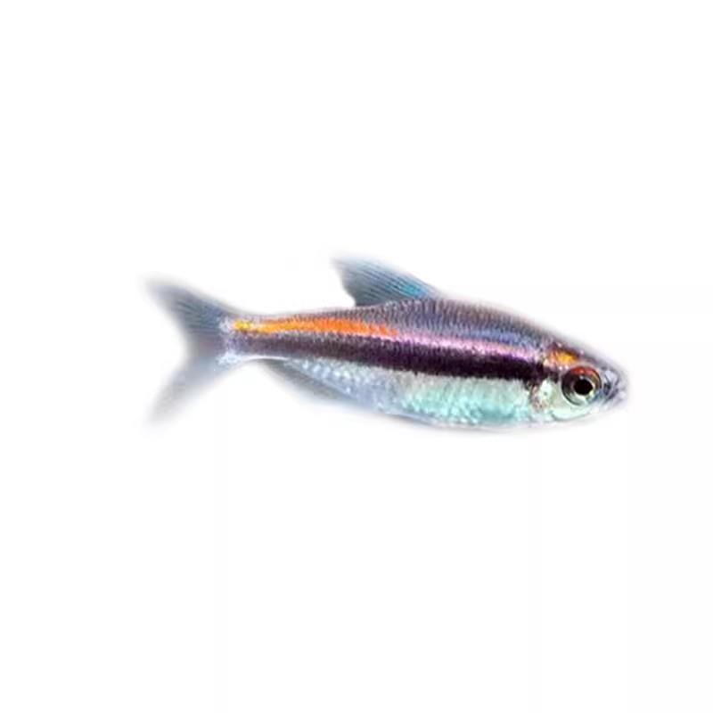 绯红巧克力霓虹小型灯鱼热带鱼南美鱼高端鱼草缸鱼群游观赏鱼包邮 - 图3