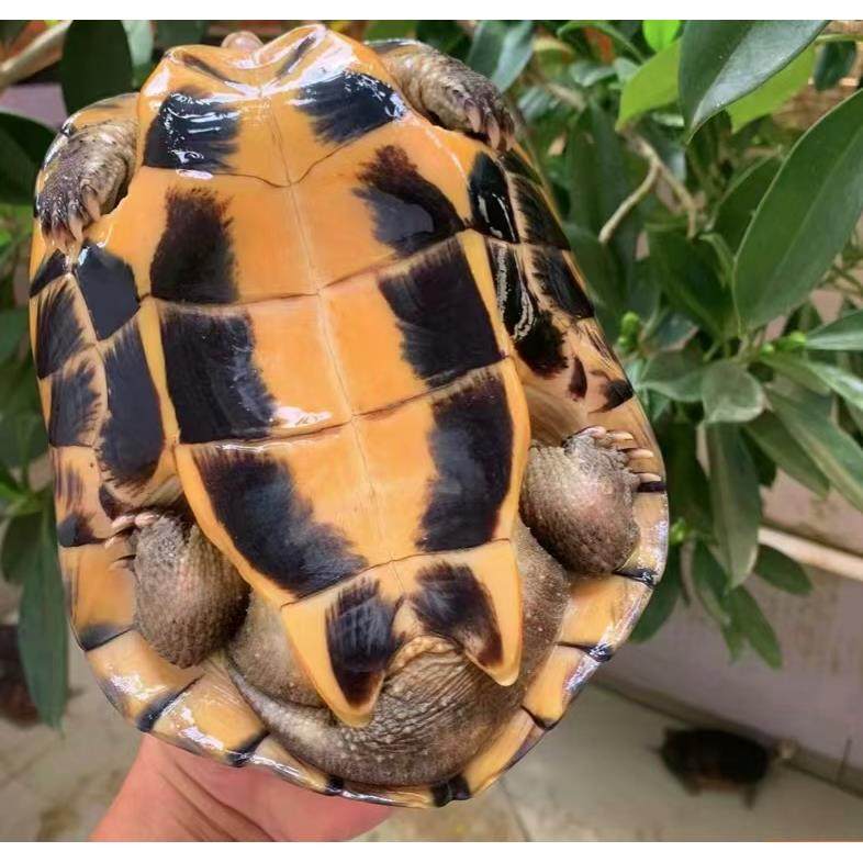 纯种正宗石金钱龟招财乌龟家庭饲养冷水观赏龟长寿活体稀有宠物龟,淘宝优惠券,粉丝福利购,淘宝优惠卷