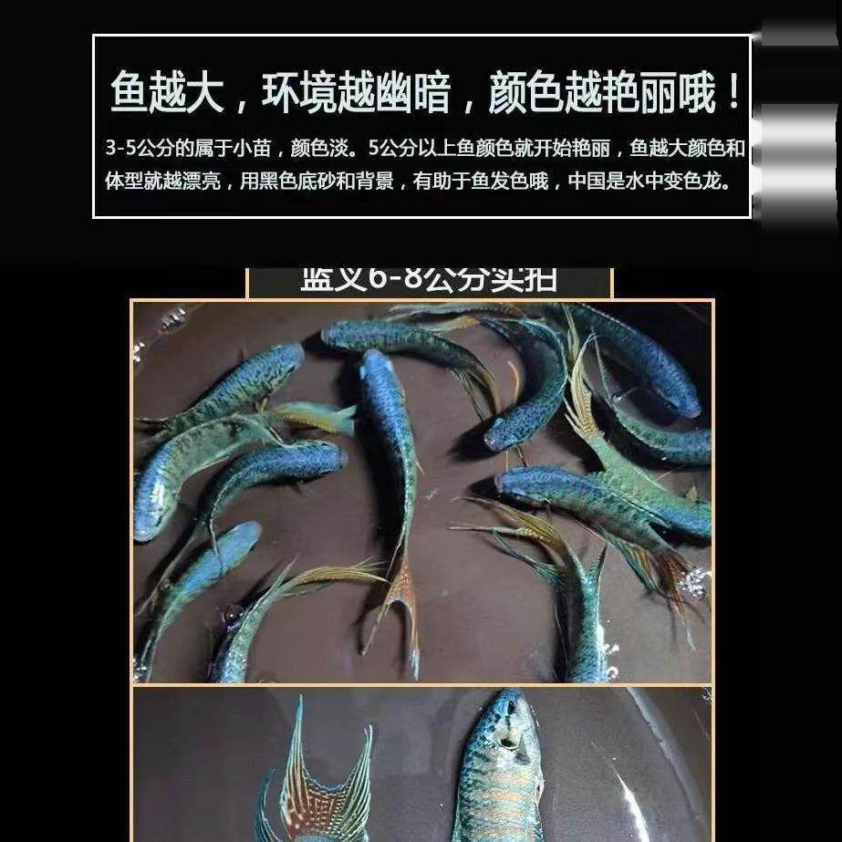 中国斗鱼改良蓝叉普叉小型冷水观赏鱼淡水耐活免打氧小型热带鱼苗,淘宝优惠券,粉丝福利购,淘宝优惠卷