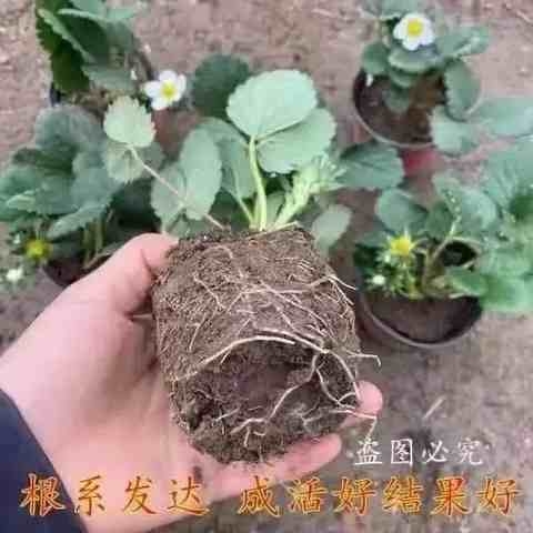 草莓苗盆栽可食用带盆带花带果四季植物阳台庭院果树奶油室内好d6