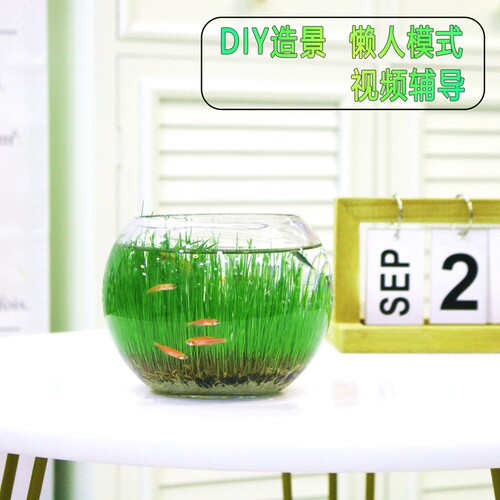 生态瓶养鱼玻璃瓶桌面水培植物鱼缸水草种子籽绿植水养草缸盆栽 - 图0