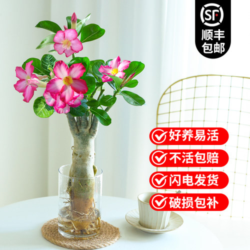 沙漠玫瑰盆栽水培植物重瓣带花苞老桩花卉绿植室内办公室好养鲜花 - 图1