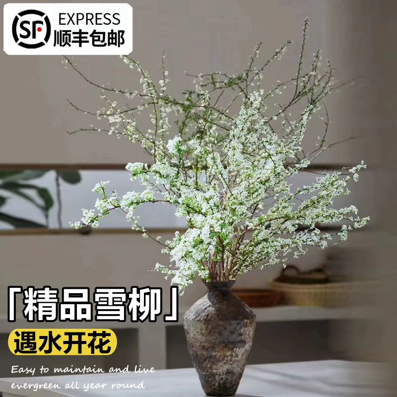 雪柳鲜枝干枝水培植物花卉室内盆栽四季水养龙柳遇水开花吊钟绿植 - 图3