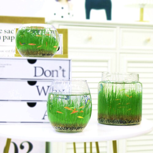 生态瓶养鱼玻璃瓶桌面水培植物鱼缸水草种子籽绿植水养草缸盆栽 - 图2