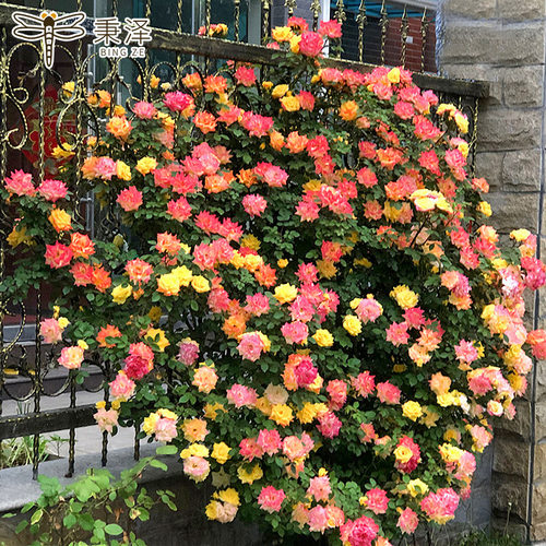 蔷薇花苗爬藤四季好养植物滕彩虹藤本月季花盆栽室外阳台花卉绿植 - 图2