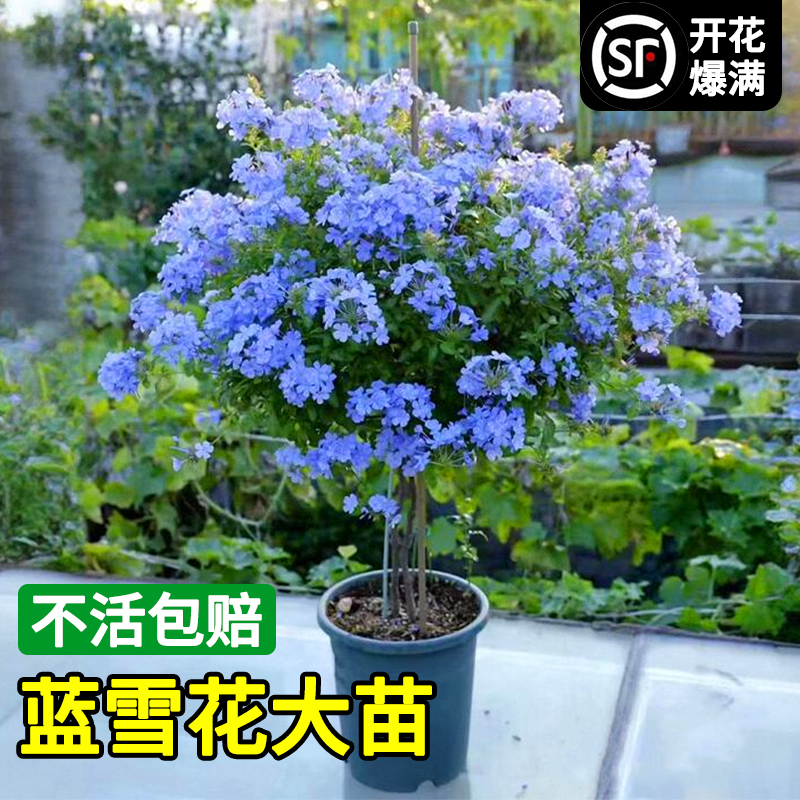 蓝雪花盆栽大苗棒棒糖老桩小木槿花卉爬藤植物室内花易活四季阳台-图3