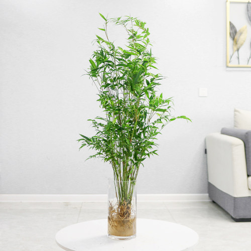 水培米竹植物室内盆栽小型凤尾竹盆景桌面绿植好养花卉观赏竹子 - 图0