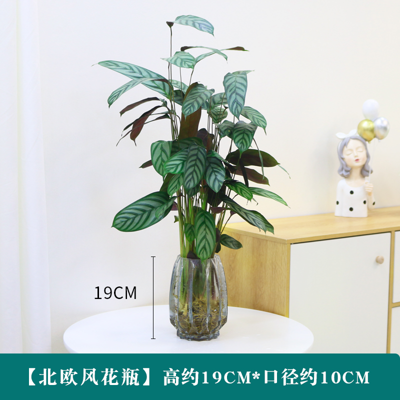 水培植物青苹果竹芋飞羽猫眼孔雀竹芋竹芋盆栽室内好养绿植花卉-图3