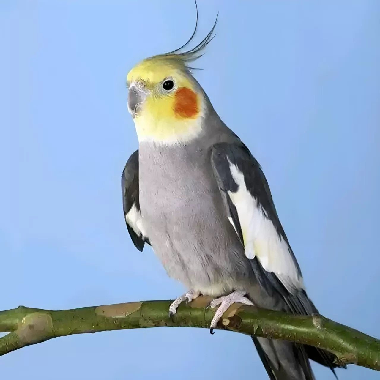 高端玄凤纯手养宠物鸟会吹口哨会技能亲人粘人好喂养黄化,淘宝优惠券,粉丝福利购,淘宝优惠卷