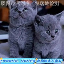 Cat living things Pets Puppet puppets Puppets British short and gold and silver Blue Cat Blue Cat Orange Cat Orange Cat Orange Cat Orange Cat Orange Cat