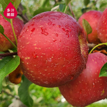 【3斤冰糖心】大凉山盐源红富士苹果水果