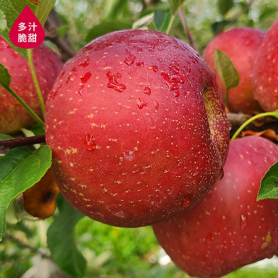 【3斤冰糖心】大凉山盐源红富士苹果水果